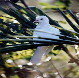 albino spotted turtle dove